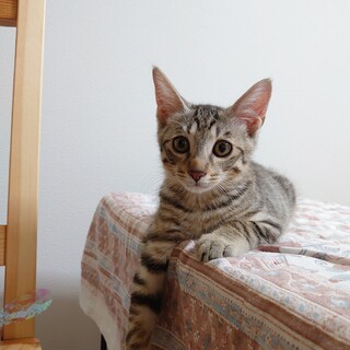 人馴れ途中の元気なキジトラ男子