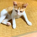 《茶トラ白オス》おとなしい子です