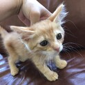 【半長毛の茶トラ】性格◎甘えん坊ナナオ君