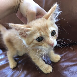 【半長毛の茶トラ】性格◎甘えん坊ナナオ君