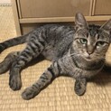 人懐っこくて可愛い猫♀です。
