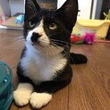 【アーテル】おかげ様で里親さまが決まりました！