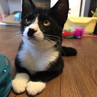 【アーテル】おかげ様で里親さまが決まりました！