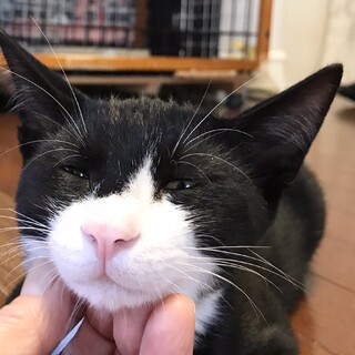 【ブランコ】おかげ様で里親さまが決まりました！