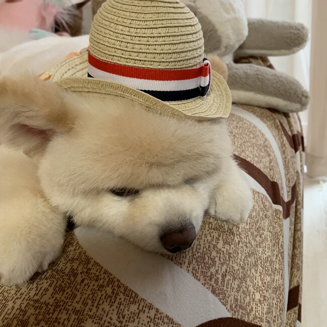 トーマままのカバー写真
