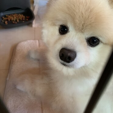 あきてきたフード