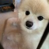 あきてきたフード