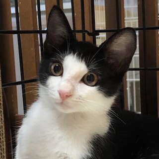 甘えん坊でおっとりさんのクラゲくん