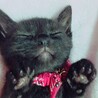 Noan