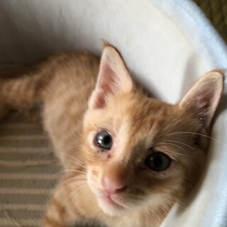 生後約1ヶ月兄妹猫