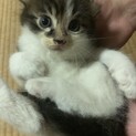 もふもふの猫ちゃん♂ 生後1ヶ月齢