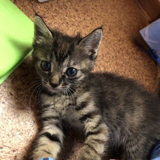 生後約1ヶ月の兄妹猫