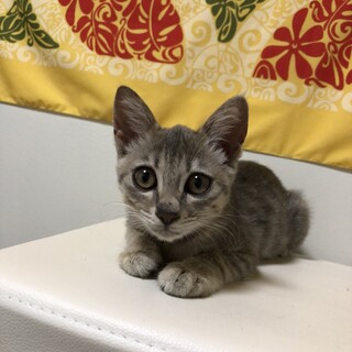 可愛いキジトラ？女の子