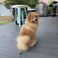 まめたん