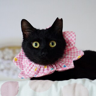 黒毛つやつや、目がくりくりのチョコちゃんです