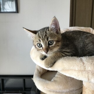 小さいキジ猫ちゃんです