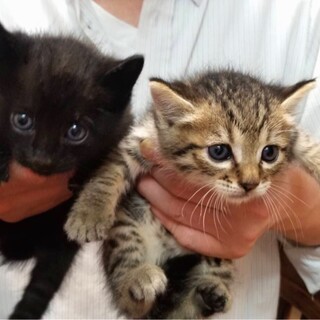 生後1ヵ月2週のきょうだい（2匹一緒のお迎え限定）