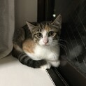美人な三毛　ぽんずちゃん　4ヶ月