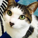 人懐こいお喋り好き！毛並みのきれいな猫です。