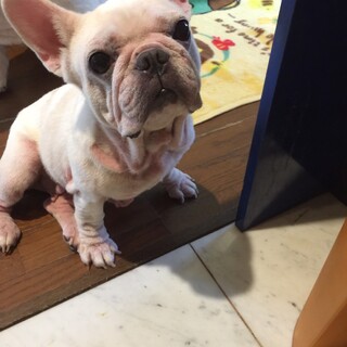 フレンチ  モモコさん
