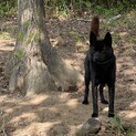甲斐犬　牡