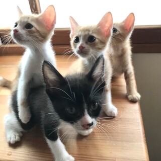 センターより保護した４兄妹