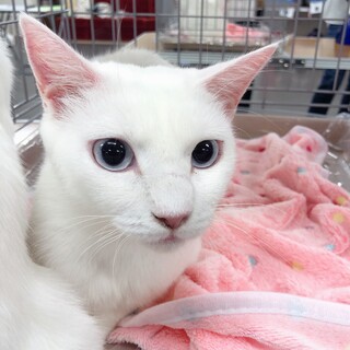 9/6西千葉☆抱っこ出来ます！「おぼろちゃん」