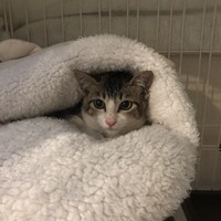 うに