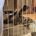 春生まれのキジトラ男子