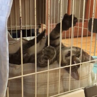 春生まれのキジトラ男子