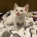 月齢1ヶ月半の子猫☆白2匹と茶白