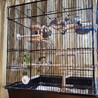 文鳥3羽 サムネイル2