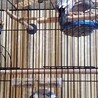 文鳥3羽 サムネイル3