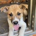 雑種の仔犬の里親募集してます^ ^