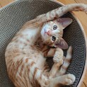 茶トラのやんちゃな男の子