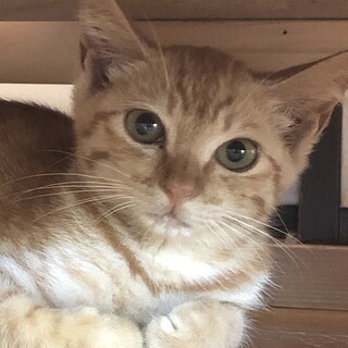 遊ぶの大好き好奇心旺盛な　ハクちゃん