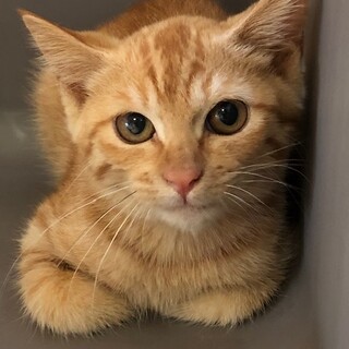 シャーしたお顔も可愛い茶トラの　ふあちゃん