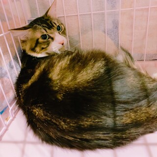 家族が出来ました♡中毛キジ白♂須羽くん♡