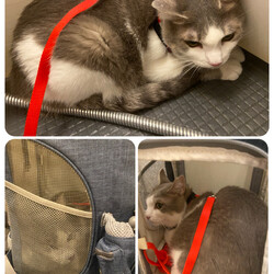 「はじめての病院＆お風呂」サムネイル2