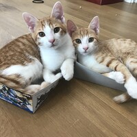 ミキ
