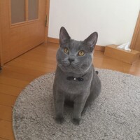 アッシュ