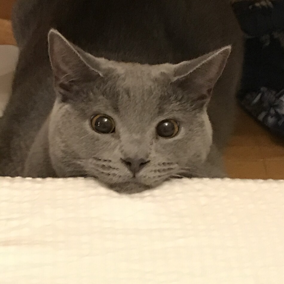 アッシュのカバー写真