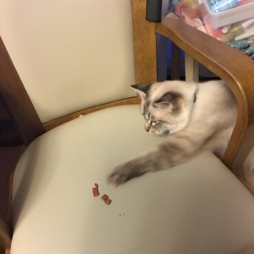 あともう少しで届くにゃ~