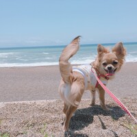 麦