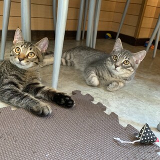 いつも仲良し遊びが大好き半年兄弟２匹ペア