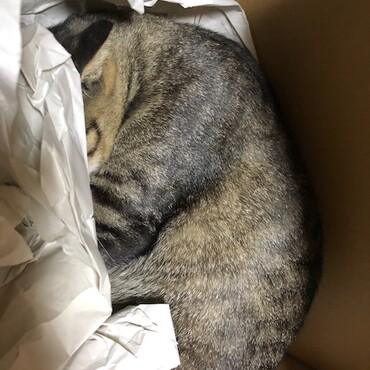 通販の荷物出したら速攻ベット（笑）