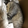 通販の荷物出したら速攻ベット（笑）
