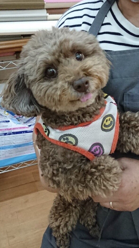 可愛すぎなトイプードルち 大阪府 犬の里親募集 3286 ペットのおうち 月間利用者150万人