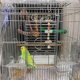 セキセイインコのオス2羽