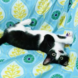 ハチワレ黒白めんま❤一緒に寝れます